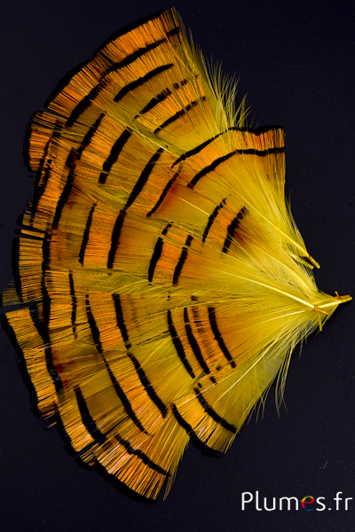 Faisan doré - 4-6 cm - orange doré-jaune